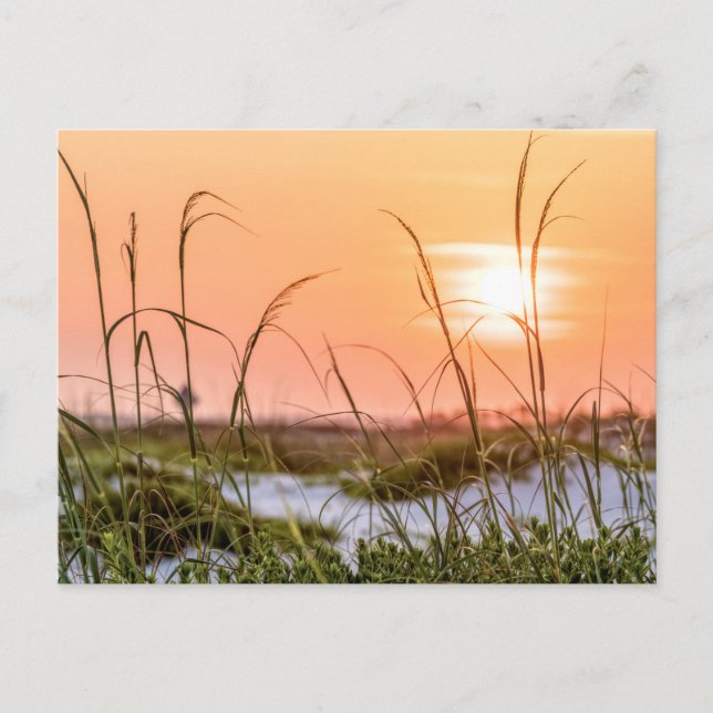 Florida Sea Oats Sunrise Post Card (Front)