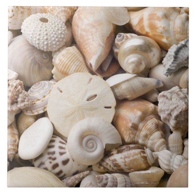 Florida Sea Shell Background - Beach Shells Custom Ceramic Tile (Front)