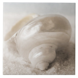 Florida Sea Shell Background - Beach Shells Custom Ceramic Tile