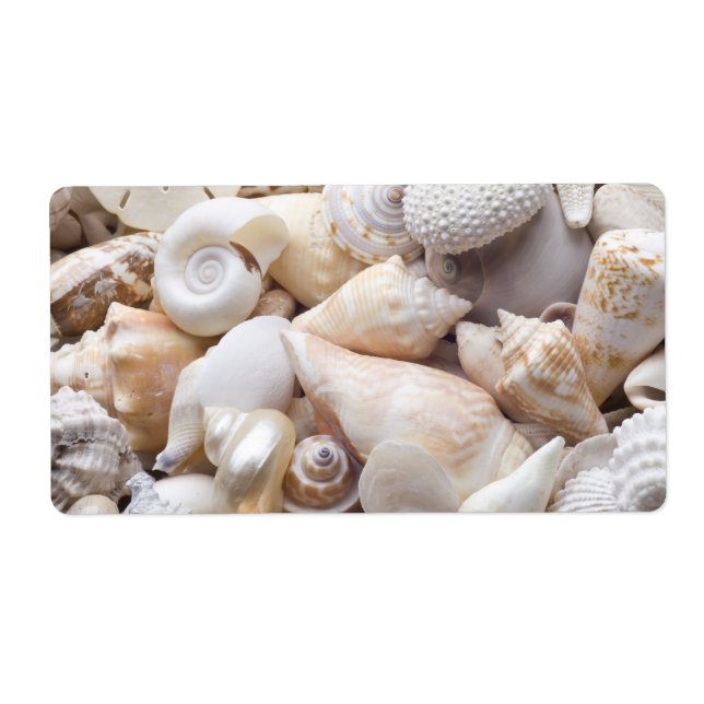 Florida Sea Shell Background - Beach Shells Custom Label (Front)