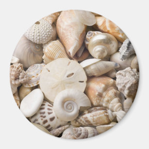 Florida Sea Shell Background - Beach Shells Custom Magnet