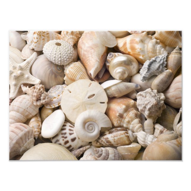 Florida Sea Shell Background - Beach Shells Custom Photo Print (Front)