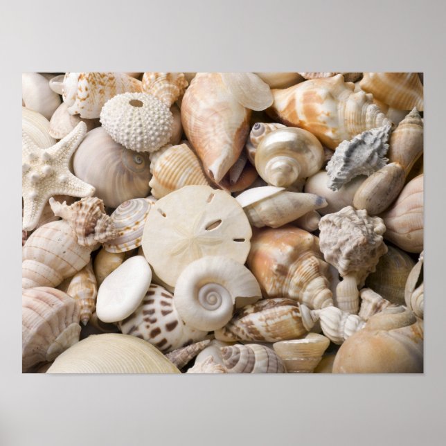 Florida Sea Shell Background - Beach Shells Custom Poster (Front)