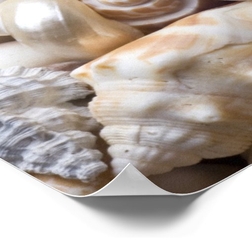 Florida Sea Shell Background - Beach Shells Custom Poster | Zazzle