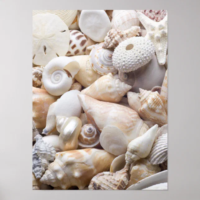 Florida Sea Shell Background - Beach Shells Custom Poster | Zazzle