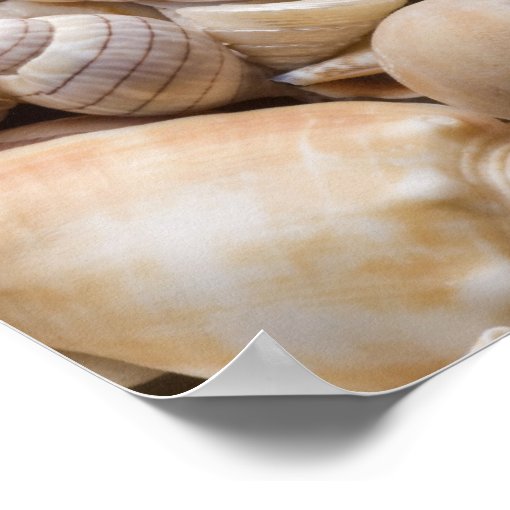 Florida Sea Shell Background - Beach Shells Custom Poster | Zazzle