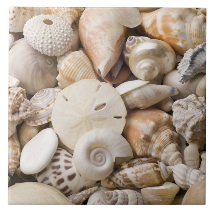 Florida Sea Shell Background   Beach Shells Custom Ceramic Tile