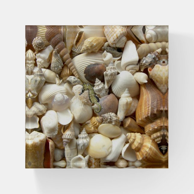 Florida Sea Shells Seahorse Sarasota Lido Key Paperweight (Front)