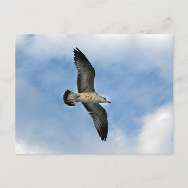 Florida seagull flying against blue sky postcard (Front)
