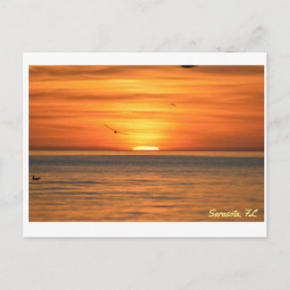 Florida Seagull Sunset Postcard