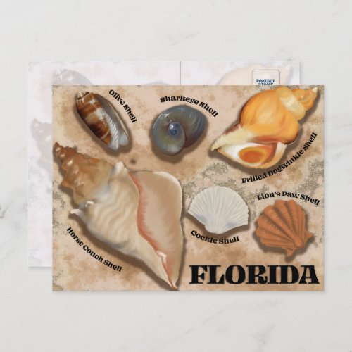 Florida Seashell Postcard