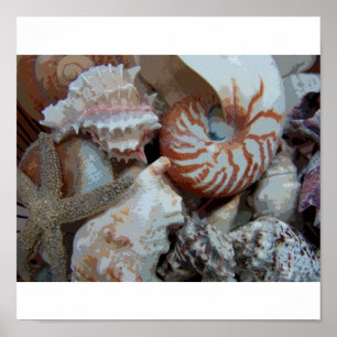 Florida Seashells Poster