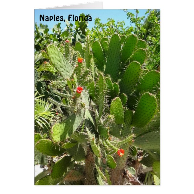 Florida Semaphore Cactus Naples Botanical Garden Cards (Front)