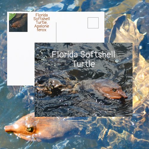 Florida Softshell Turtle Wildlife Photographic Postcard