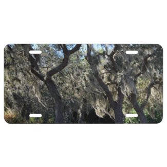 Florida Spanish Moss