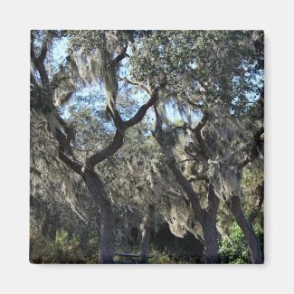 Florida Spanish Moss