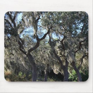 Florida Spanish Moss