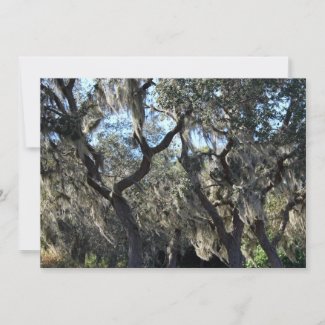 Florida Spanish Moss