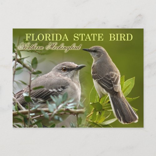 Florida State Bird _ Mockingbird Postcard