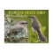 Florida State Bird - Mockingbird