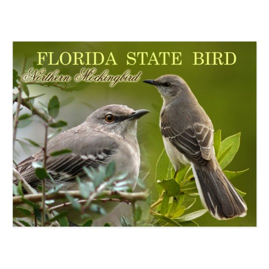 Florida State Bird Mockingbird Postcard Zazzlecom