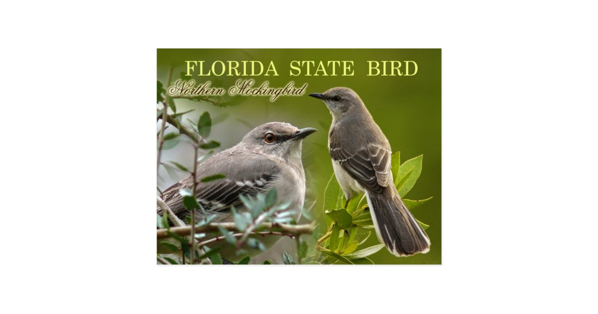 florida state bird mockingbird postcard zazzle com florida state bird mockingbird postcard zazzle com