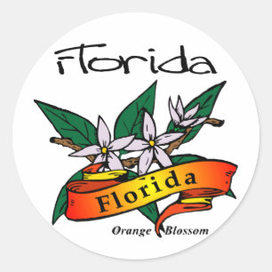 Florida State Flower Orange Blossom Classic Round Sticker