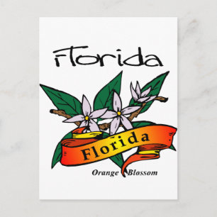 Florida State Flower Orange Blossom Postcard