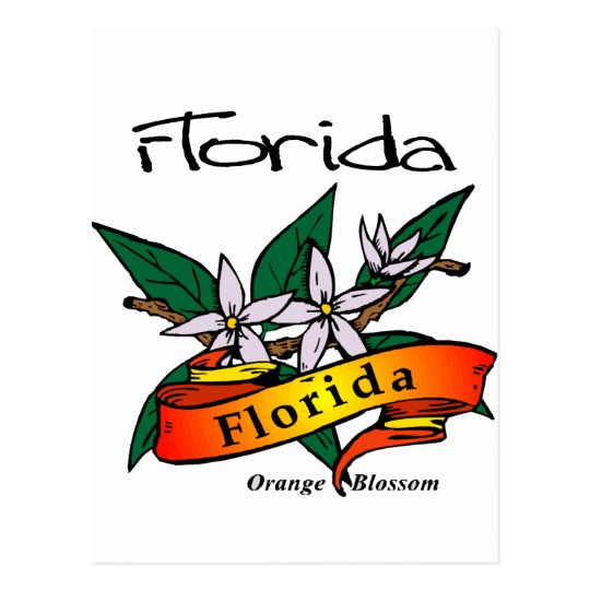 Florida State Flower Orange Blossom Postcard | Zazzle.com