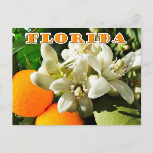 Florida State Flower The Orange Blossom Postcard