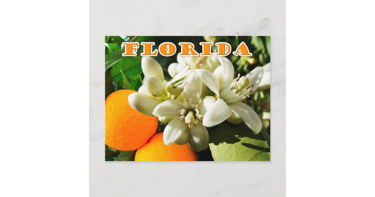 State Flower Series: Florida Orange Blossom