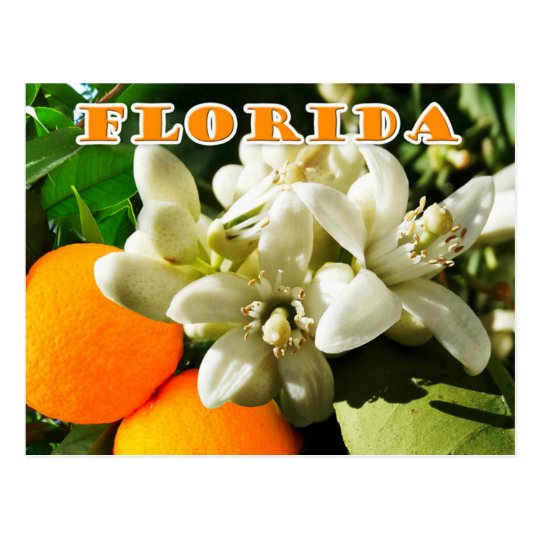 Florida State Flower The Orange Blossom Postcard Zazzlecom