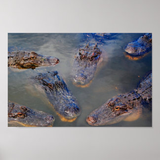 Florida-swimming-hole-design-001 Poster