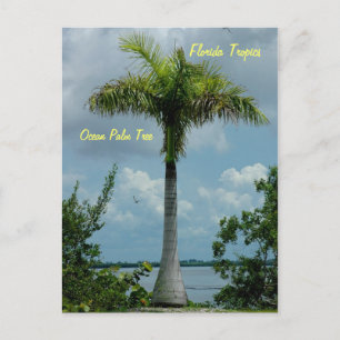 Florida tropics Ocean palm tree Postcard