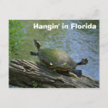 Florida Turtle Postcard at Zazzle
