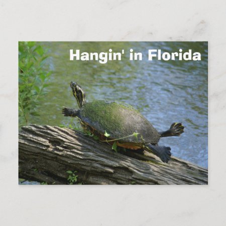 Florida Turtle Postcard
