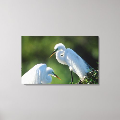 Florida Venice Audubon Sanctuary Common Egret Canvas Print