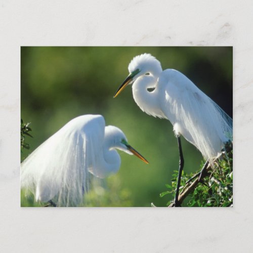 Florida Venice Audubon Sanctuary Common Egret Postcard