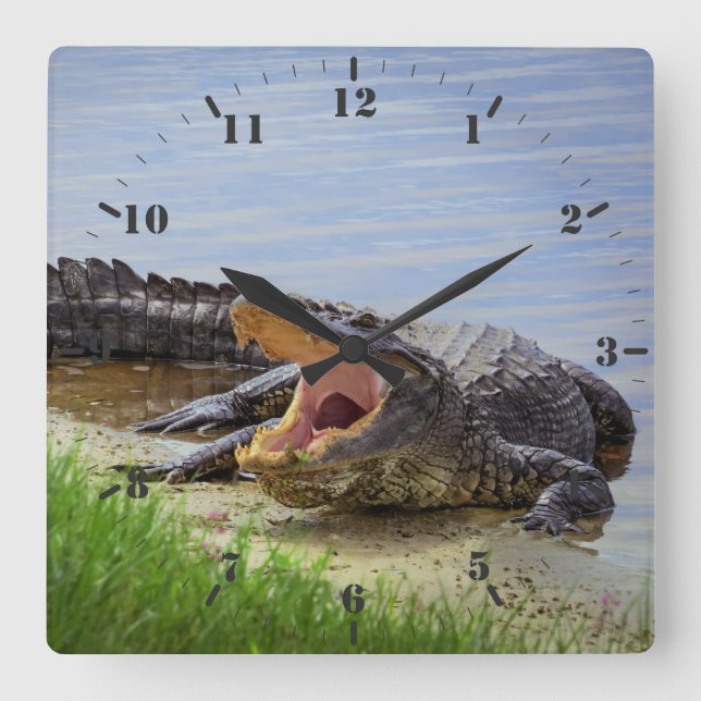 Florida wild alligator with open mouth  square wall clock (Front)