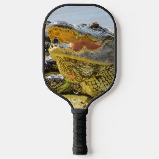 Florida wildlife American Alligator portrait