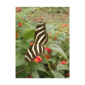 Florida Zebra Longwing Butterfly Postcard