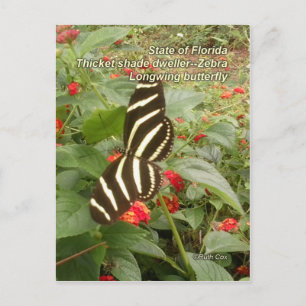 Florida Zebra Longwing Butterfly Postcard