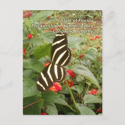 Florida Zebra Longwing Butterfly Postcard