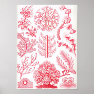 Florideae Poster