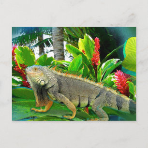 Floridian Iguana POSTCARD