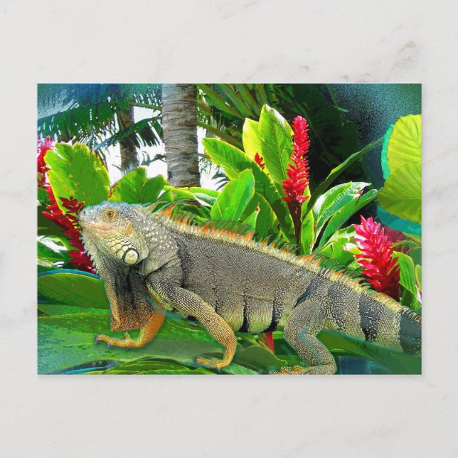 Floridian Iguana POSTCARD (Front)