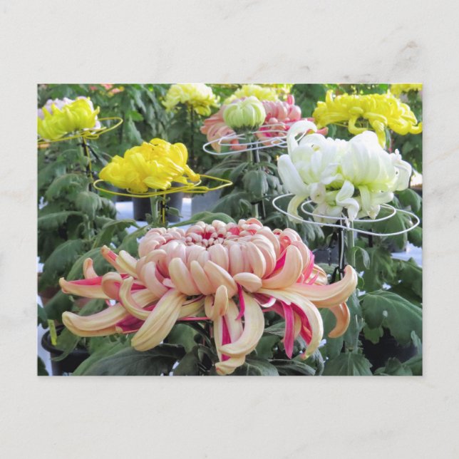Florists’ daisy postcard (Front)