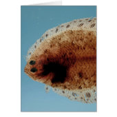 Flounder (Front)
