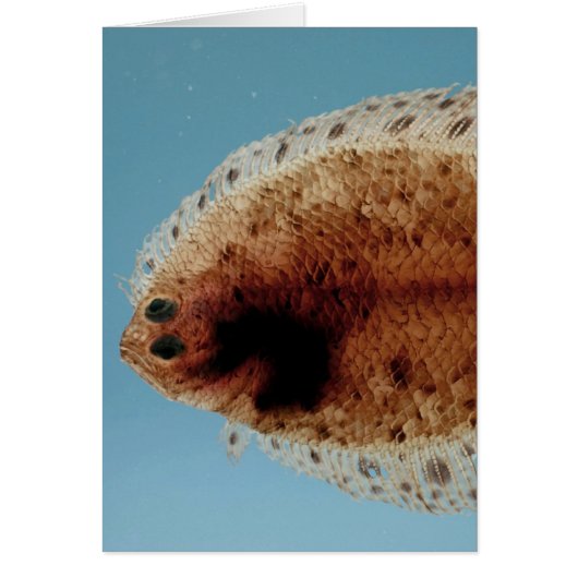 Flounder (Front)