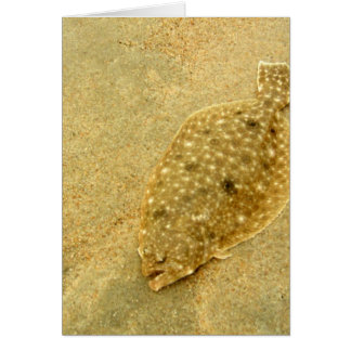 Flounder Cards